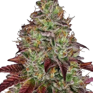 Tezla OG Sensi Reasearch