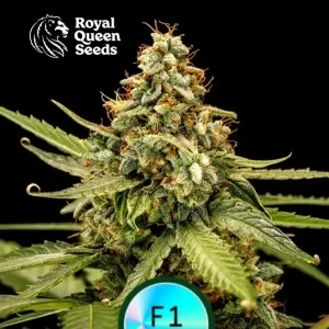 Titan F1 Auto Royal Queen