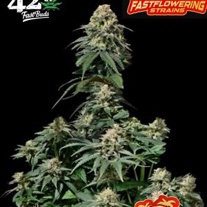 Tropicana Cookies FF FASTBUDS