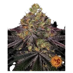 WATERMELLON ZKITTLES AUTO BARNEY'S FARM