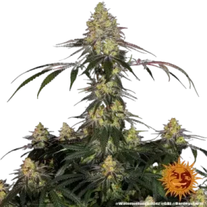 WATERMELON ZKITTLEZ BARNEY'S FARM