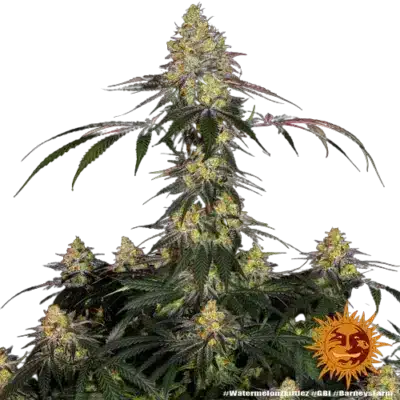 WATERMELON ZKITTLEZ BARNEY'S FARM