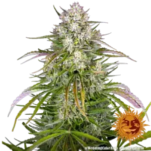 WEDDING CAKE AUTO BARNEY'S FARM