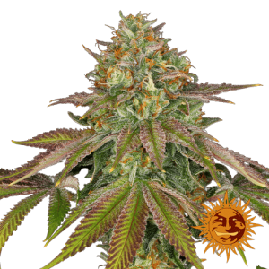 WEDDING CAKE BARNEY'S FARM