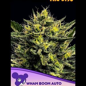 Wham Boom Auto Anesia Seeds αυτόματοι σπόροι κάνναβης freshseeds