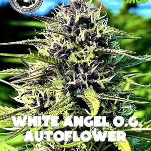 White Angel OG Auto
