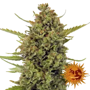 ACAPULCO GOLD BARNEY'S FARM