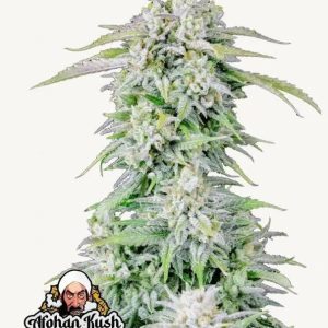 Afghan Kush Auto FAST BUDS