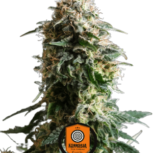 AMNESIA DREAM XL AUTO - KANNABIA SEED CO.