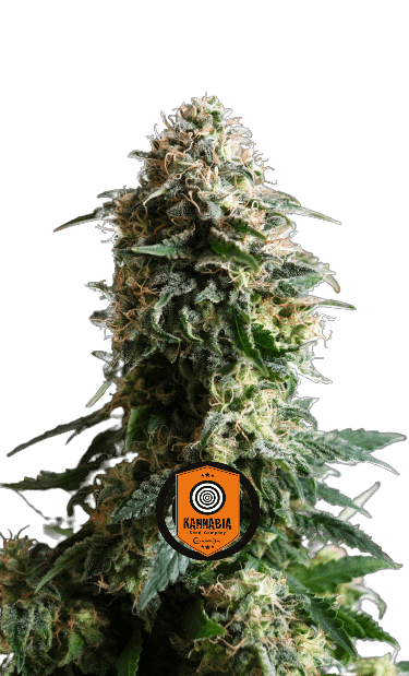 AMNESIA DREAM XL AUTO - KANNABIA SEED CO.