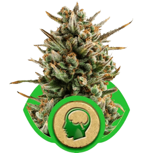 AMNESIA HAZE AUTOMATIC ROYAL QUEEN