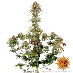 AMNESIA LEMON BARNEY'S FARM