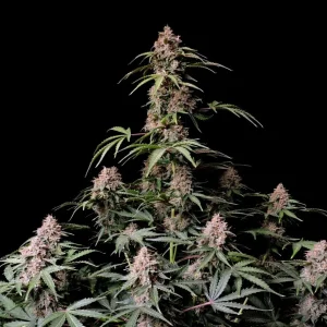 Amnesia Zkittlez Auto της Fast Buds, αυτόματη ποικιλία κάνναβης με γλυκά φρουτώδη αρώματα και γρήγορη ανθοφορία.