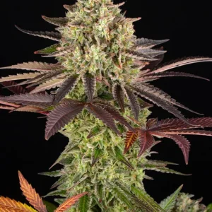 Apple Fritter Barney's Farm θηλυκοποιημένοι σπόροι κάνναβης freshseeds