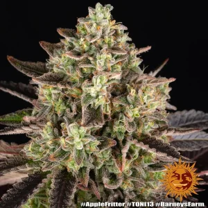 Apple Fritter Barney's Farm θηλυκοποιημένοι σπόροι κάνναβης freshseeds