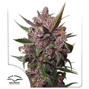 Auto Blackberry Kush Dutch Passion αυτόματοι σπόροι κάνναβης freshseeds
