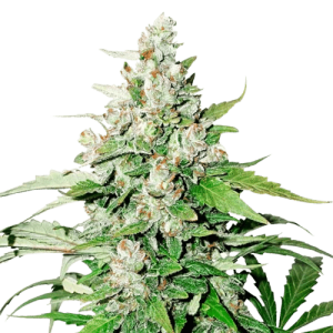 CINDERELLA JACK AUTO - DUTCH PASSION