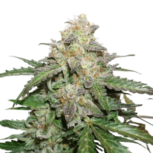 GLUEBERRRY OG AUTO DUTCH PASSION