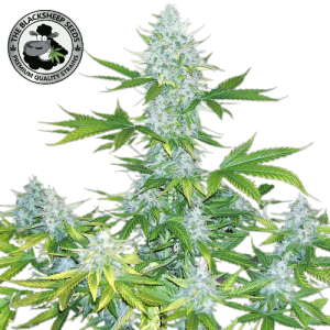 MOBY DICK AUTO BLACK SHEEP