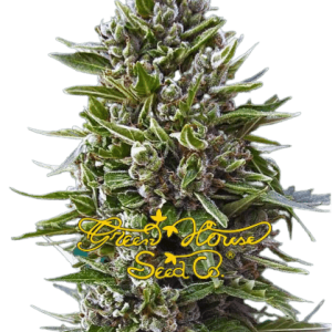 NORTHERN LIGHTS AUTO - GREENHOUSE SEEDS