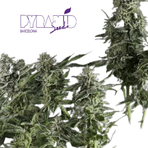 NORTHERN LIGHTS AUTO PYRAMID SEEDS