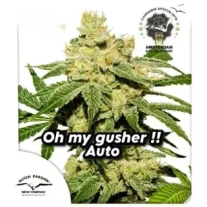 Auto Oh My Gusher Dutch Passion αυτόματοι σπόροι κάνναβης freshseeds