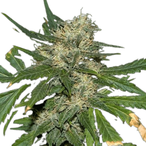 AUTO THC 1:40 MEDICAL MARIJUANA GENETICS