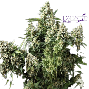 TUTANKHAMON AUTO - PYRAMID SEEDS