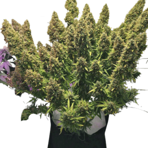 Auto Ultimate Dutch Passion αυτόματοι σπόροι κάνναβης freshseeds