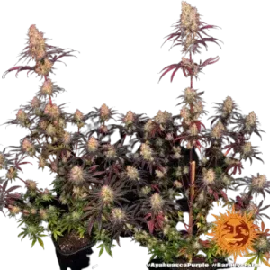 AYAHUASCA PURPLE BARNEY'S FARM