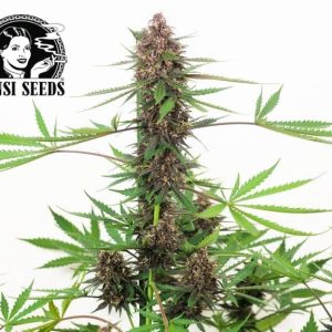 Banana Kush Cake Automatic