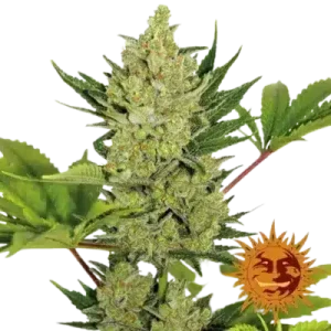 BLUEBERRY CHEESE BARNEY'S FARM