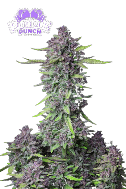 PURPLE PUNCH AUTO - FASTBUDS