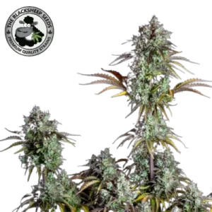 BIG BUD AUTO BLACK SHEEP