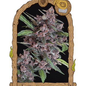 BLACK LEMON AUTO - EXOTIC SEEDS