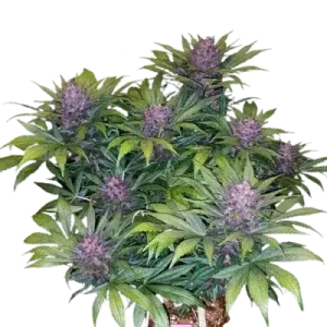 BLACKBERRY AUTO - FAST BUDS