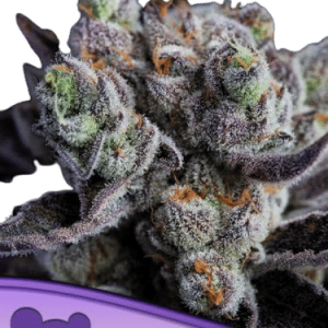 BLACKBERRY MOONROCKS - ANESIA SEEDS