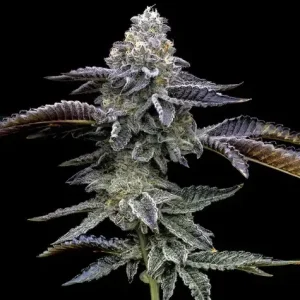 Blue Dream Barney's Farm θηλυκοποιημένοι σπόροι κάνναβης freshseeds