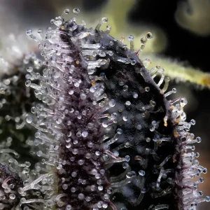 Blue Dream Barney's Farm θηλυκοποιημένοι σπόροι κάνναβης