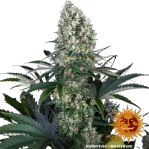 BLUEBERRY OG BARNEY'S FARM