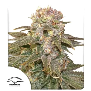 C-Vibez Dutch Passion θηλυκοποιημένοι σπόροι κάνναβης freshseeds