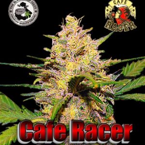 Cafe Racer Black sheep