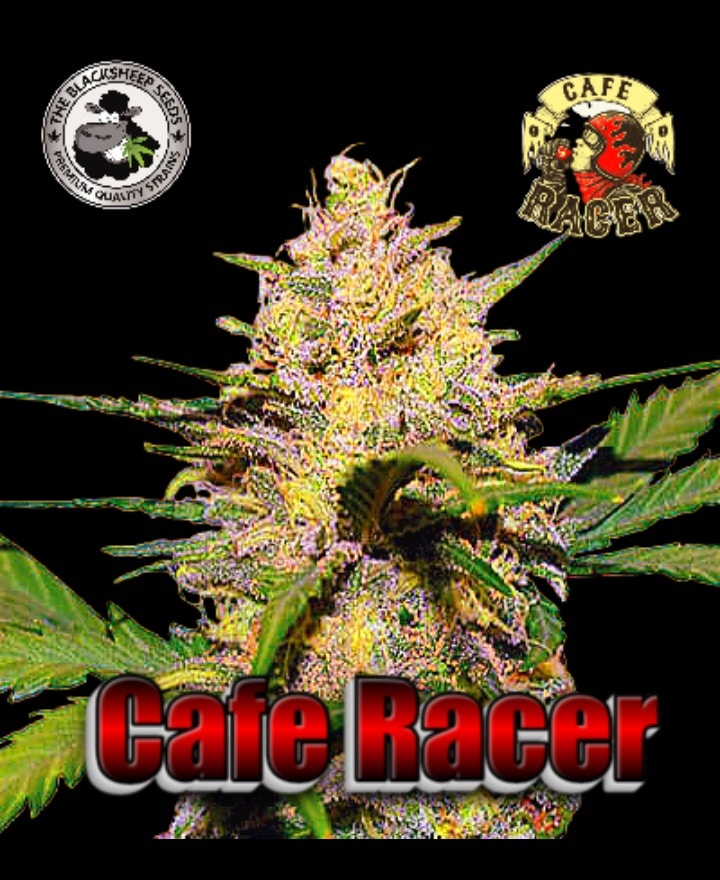 Cafe Racer Black sheep