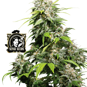 CALIFORNIA INDICA SENSI SEEDS