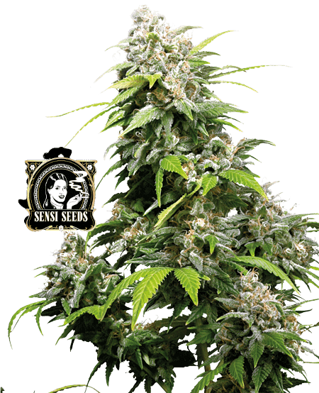 CALIFORNIA INDICA SENSI SEEDS