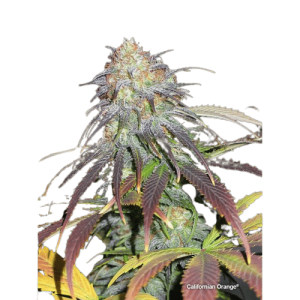 CALIFORNIAN ORANGE - DUTCH PASSION