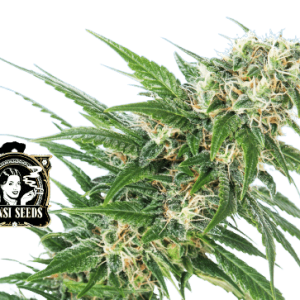 EARLY SKUNK SENSI SEEDS