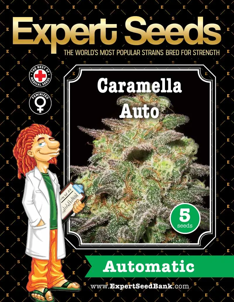 Caramela Auto Expert Seeds – autoflower σπόροι κάνναβης για εύκολη καλλιέργεια