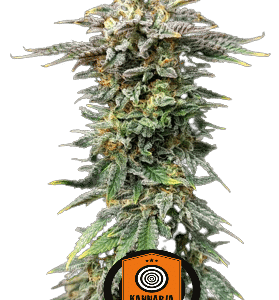 CHERRY DREAM - KANNABIA SEED CO.