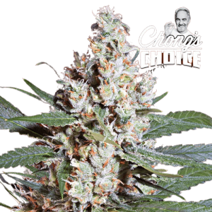 L.A AMNESIA - PARADISE SEEDS